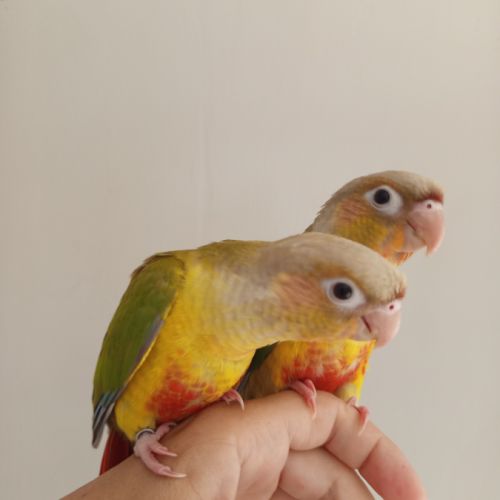 Conure molinae eam