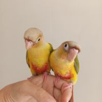 Conure molinae eam #1