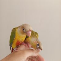 Conure molinae eam #2