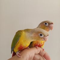 Conure molinae eam #0