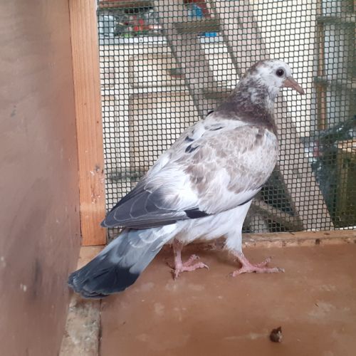 Jeunes pigeons mosaïques #2