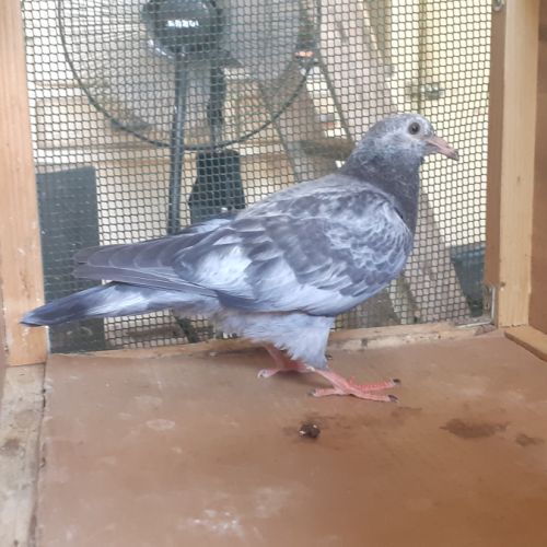 Jeunes pigeons mosaïques