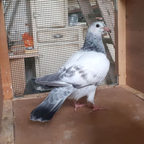 Jeunes pigeons mosaïques #8