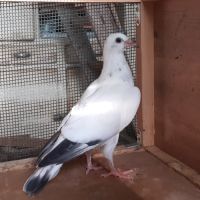 Jeunes pigeons mosaïques #1