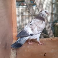 Jeunes pigeons mosaïques #2