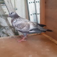 Jeunes pigeons mosaïques #4