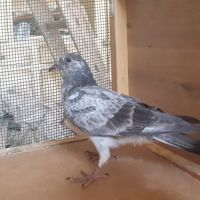Jeunes pigeons mosaïques #5