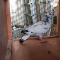 Jeunes pigeons mosaïques #7