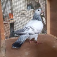 Jeunes pigeons mosaïques #8