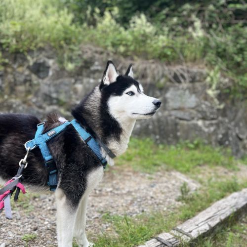 Snow husky mâle 19 mois à donner #2