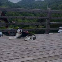Snow husky mâle 19 mois à donner #1