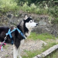 Snow husky mâle 19 mois à donner #2