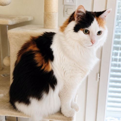 Chatte charlotte #0