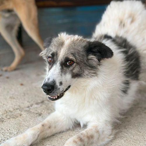 Jokia à l'adoption #2