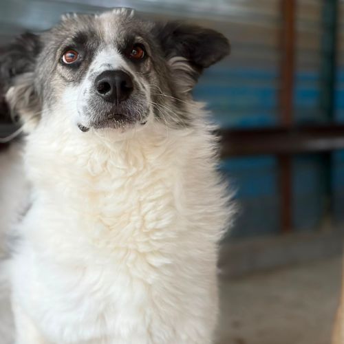 Jokia à l'adoption #3