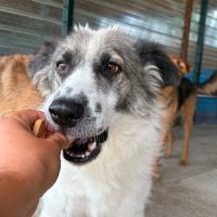 Jokia à l'adoption #1