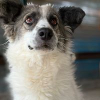 Jokia à l'adoption #4