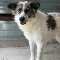 Jokia à l'adoption