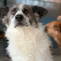 Jokia à l'adoption #6