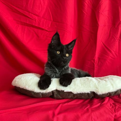 Chatons maine coon loof à adopter