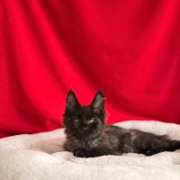 Chatons maine coon loof à adopter #1