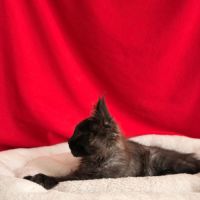 Chatons maine coon loof à adopter #2