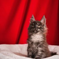 Chatons maine coon loof à adopter #3