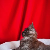 Chatons maine coon loof à adopter #4