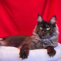 Chatons maine coon loof à adopter #5