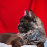 Chatons maine coon loof à adopter #6