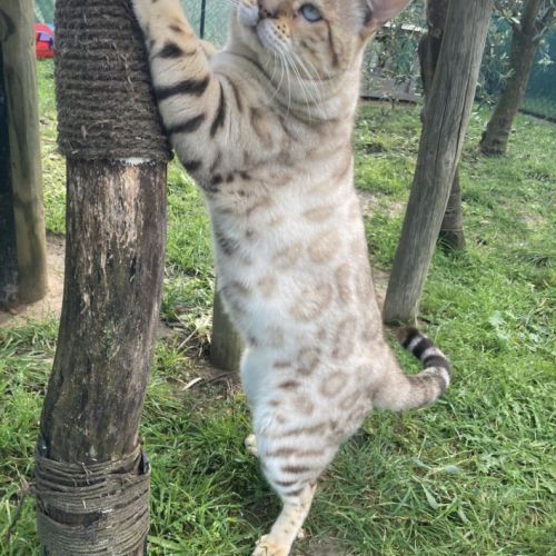 Mâle bengal lynx retraité #1