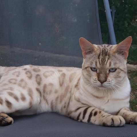 Mâle bengal lynx retraité
