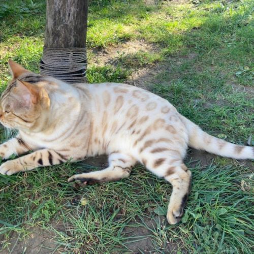 Mâle bengal lynx retraité #3