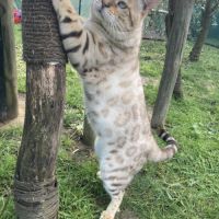 Mâle bengal lynx retraité #1