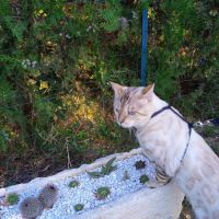 Mâle bengal lynx retraité #4