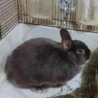Lapin nain