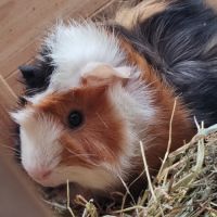 Cochon d'inde femelle (deux soeurs)