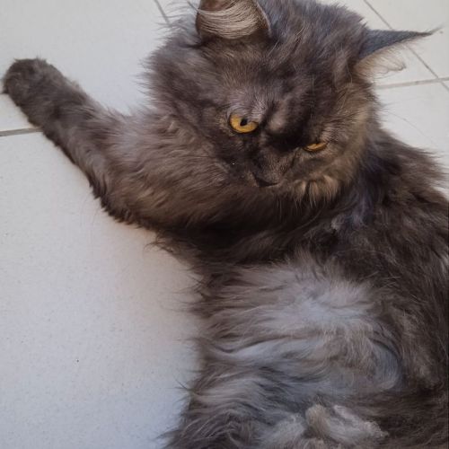 Donne chat persan #1