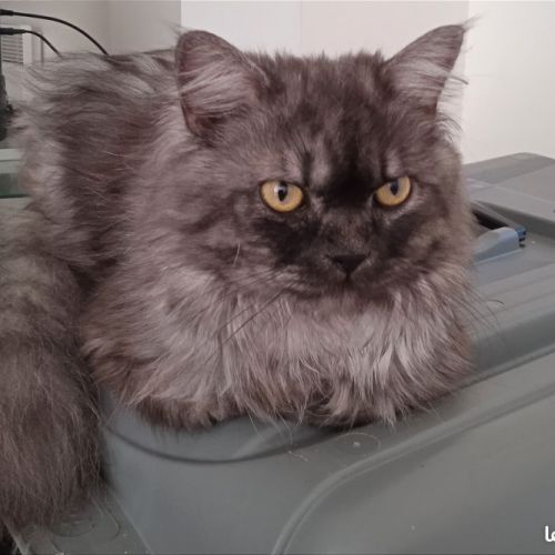 Donne chat persan #0