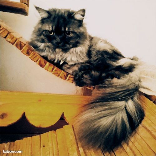 Donne chat persan #3