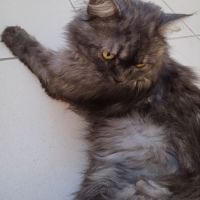 Donne chat persan #1