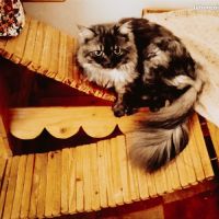 Donne chat persan #4