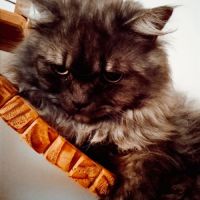 Donne chat persan #5