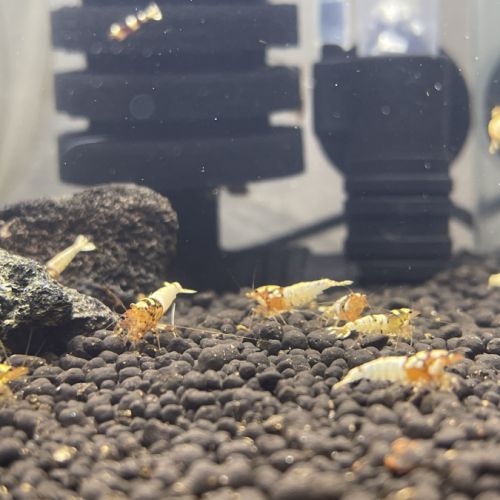 Crevettes #3