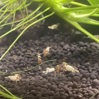 Crevettes #1