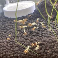 Crevettes