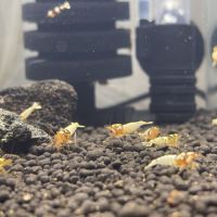 Crevettes #3