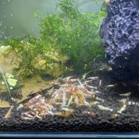 Crevettes