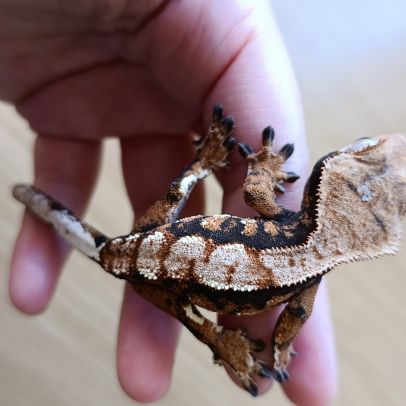 Gecko à crête