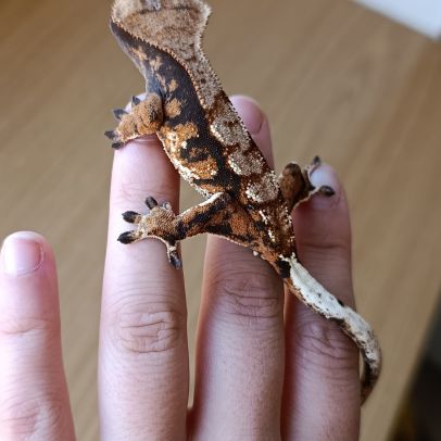 Gecko à crête #2